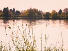 Blaualgen im Main bei Frankfurt-Höchst nachgewiesen