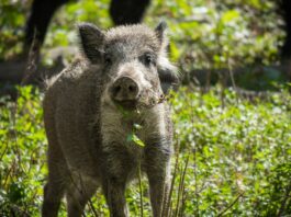 Teilrückstufungsantrag für ASP-Gebiet in Hessen erfolgreich
