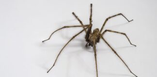 Wenn’s plötzlich krabbelt: Spinne, Biene & Co. im Auto