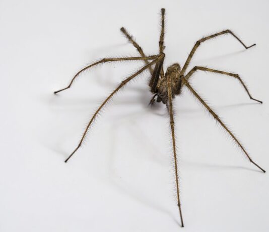 Wenn’s plötzlich krabbelt: Spinne, Biene & Co. im Auto