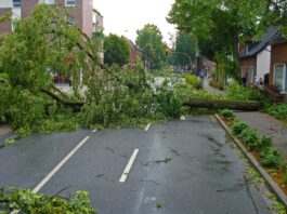 Grünflächenamt und ELW ziehen Unwetter-Bilanz in Wiesbaden