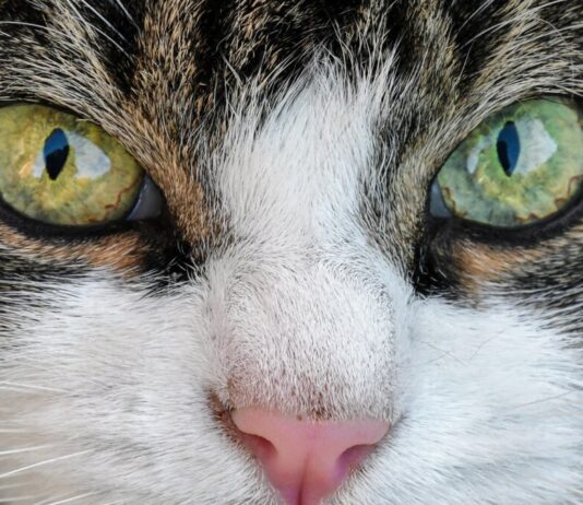 Katzenschutzverordnung in Dreieich