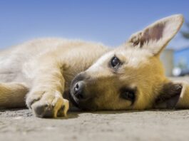 Lebensgefahr durch Sommerhitze: So schützen Sie Haus-, Nutz- und Wildtiere