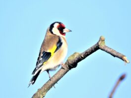Vögel beobachten: Mit diesen drei Tipps klappt das Birdwatching