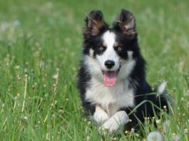 Alle Hunde in Griesheim müssen angemeldet werden