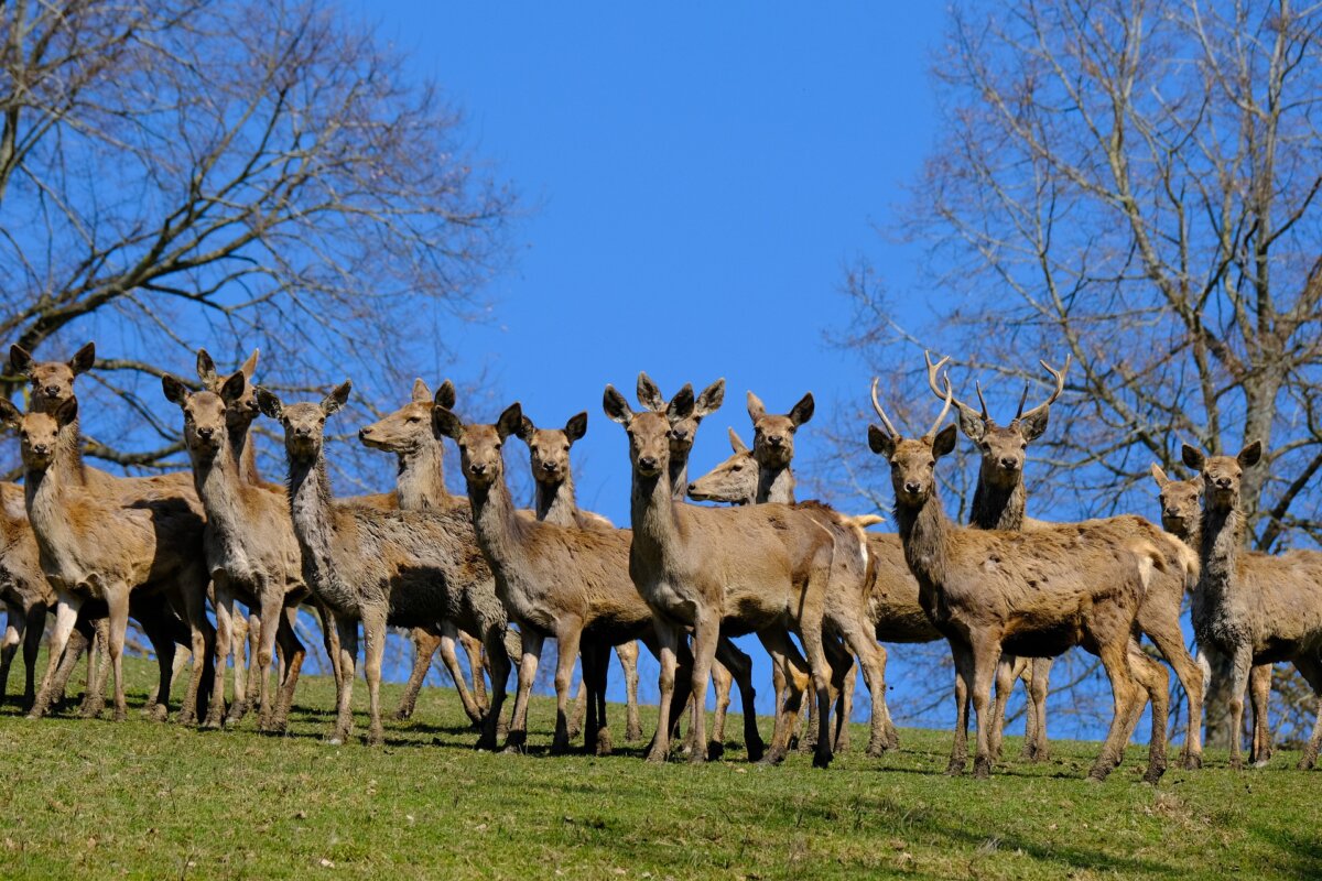 Rehe, Tier, Natur