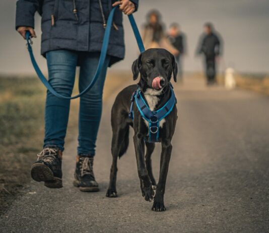 Kreis Groß-Gerau weist auf Leinenpflicht für Hunde in Naturschutzgebieten hin