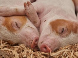 Jetzt bewerben: Preis für “Tierwohl in der Landwirtschaft”