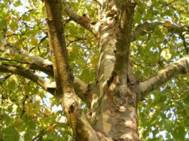 Gemeinsam für den Erhalt der Stadtnatur in Darmstadt