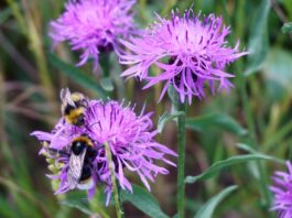 Buntes Programm bei den Wiesbadener Wochen der biologischen Vielfalt