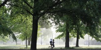 Frankfurt: Gefahr von Grünastbrüchen