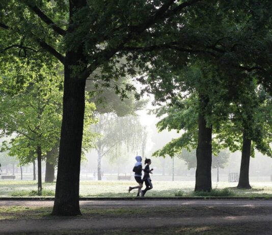 Frankfurt: Gefahr von Grünastbrüchen