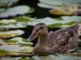 Tote Wasservögel an Stadtparkgewässern in Frankfurt
