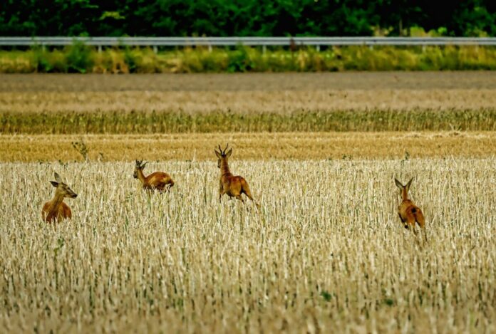 Rehe, Reh, Tiere