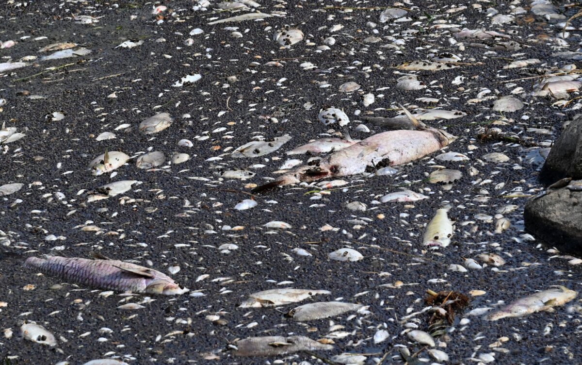 Ursache für Fischsterben in der Oder weiter unklar - Rhein Main Verlag