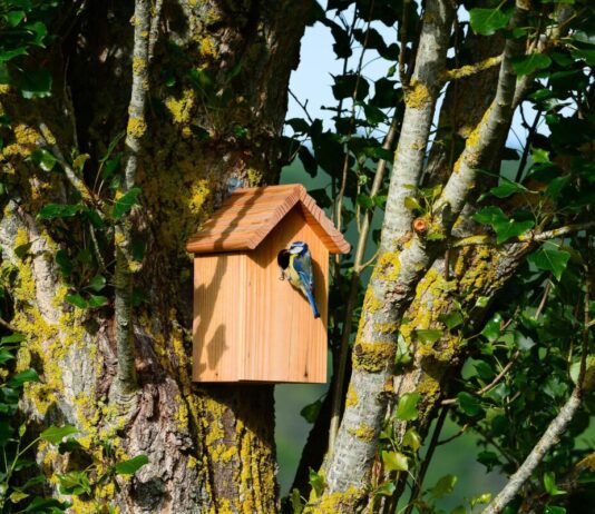Nistkästen für Singvögel kostenlos im Umweltladen Wiesbaden erhältlich