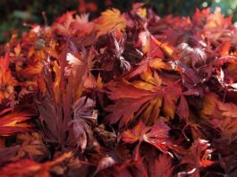 Herbstlaub: Drei Gründe, es im Garten liegen zu lassen
