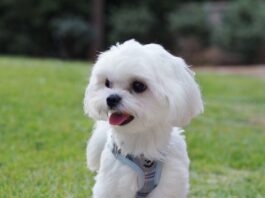 Hundebestandsaufnahme in Dietzenbach erfolgreich abgeschlossen