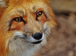 Wildtiere vor der Linse: Kreis Groß-Gerau startet Wettbewerb und sucht die schönsten Tierfotos