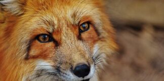 Hirschhorn: Fuchs im Wohngebiet