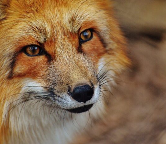 Wildtiere vor der Linse: Kreis Groß-Gerau startet Wettbewerb und sucht die schönsten Tierfotos