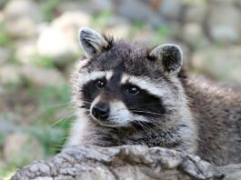 Darmstadt: Wildtiere in der Stadt