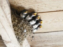 Riedstädter Schwalbensommer 2026: Bestandsentwicklung von Mehl- und Rauchschwalben