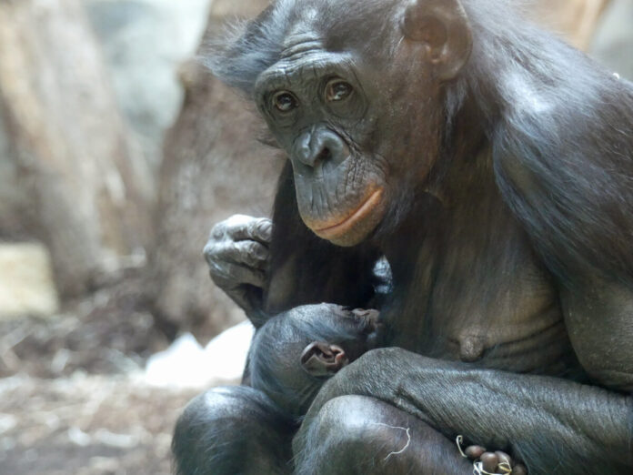 2023 Bonobo NAYOKI mit Jungtier © Zoo Frankfurt