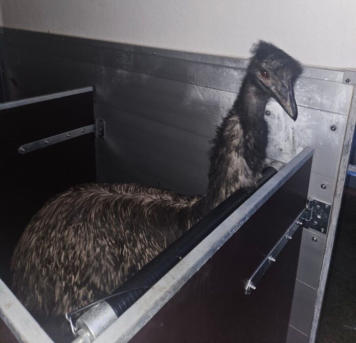 Emu