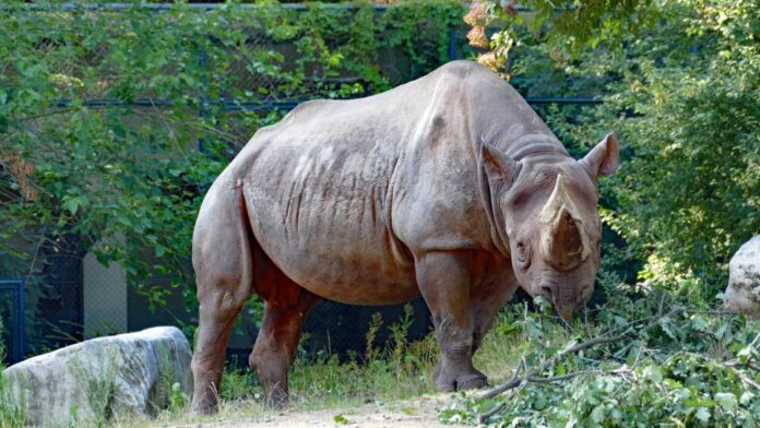 2024 Spitzmaulnashorn TACO © Zoo Frankfurt