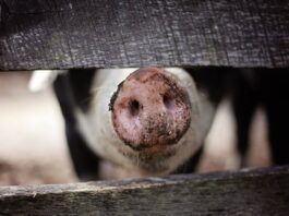 Sommermonate erhöhen Risiko für ASP-Eintrag in Schweinehaltungen