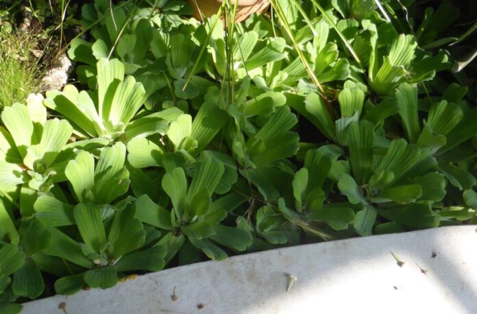PM Asiatische Hornisse und Wassersalat stehen bei Öffentlichkeitsbeteiligung im Mittelpunkt - Start am 1. Oktober (3)