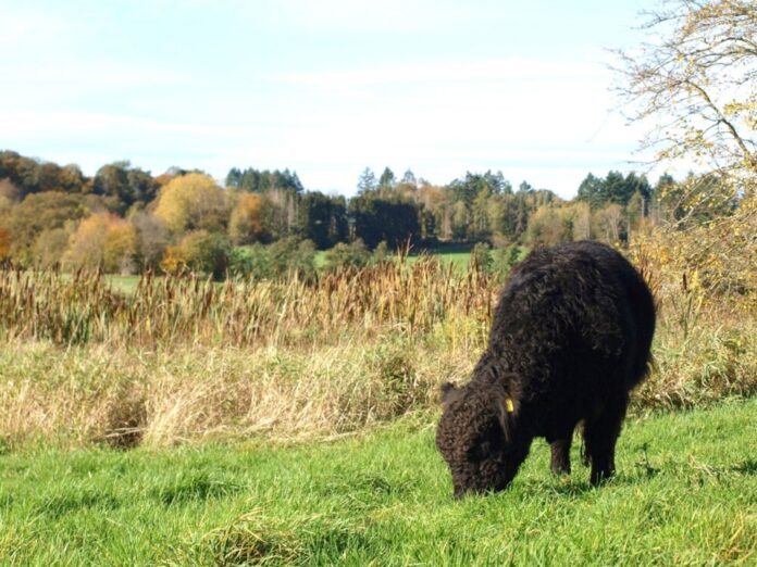 Niedermoor Merzhausen_Galloway Bulle