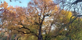 Herbstlich gefärbte Laubbäume im Brentanopark. Bild: Stadt Frankfurt am Main