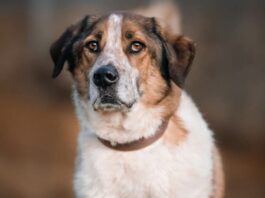 Tiere in Not Odenwald: Django – meist ein total sympathischer Kerl