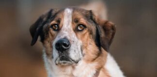 Tiere in Not Odenwald: Django – meist ein total sympathischer Kerl