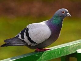 Taubenschutz in und an der Unterführung der Stresemannallee in Frankfurt