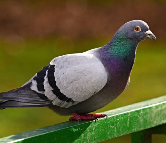 Taubenschutz in und an der Unterführung der Stresemannallee in Frankfurt