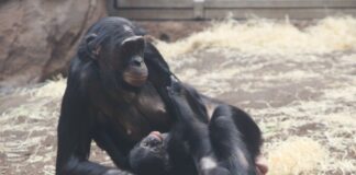 Nachwuchs im Zoo Frankfurt: Kleiner Bonobo-Junge geboren