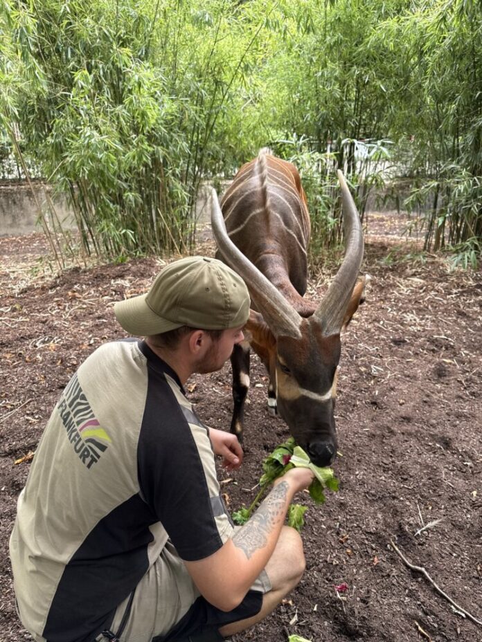 2025-Bongo-Fuetterung-Copyright-Zoo-Frankfurt