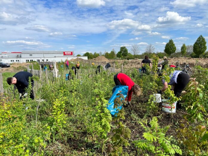 Presse Griesheim 20250828 - Jätaktion Miniwald Südwest Stadt Griesheim
