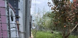 Tierschutzverein Seligenstadt: Manfred, ein kleiner Riese, sucht ein neues Zuhause