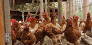 Geflügelpest: Aufstallung, Biosicherheitsmaßnahmen und Leinenpflicht in Wiesbaden