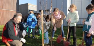 Schulhofprojekt an der Frankfurter Brentanoschule: Naschgarten mit neuem Apfelbaum wertet Schulhof pädagogisch auf