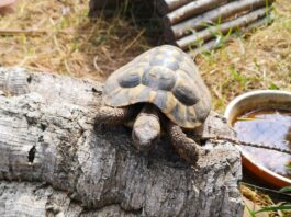 Weihnachten: RP Darmstadt mahnt zur Vorsicht bei Tiergeschenken