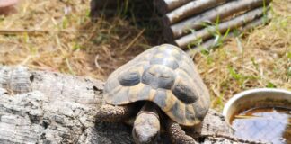 Weihnachten: RP Darmstadt mahnt zur Vorsicht bei Tiergeschenken