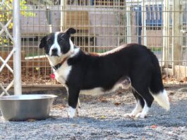 Tiere in Not Odenwald: Hakim würde gerne das Leben an der Seite eines Menschen kennenlernen