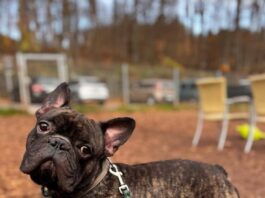 Tiere in Not Odenwald: Armani – ein bisschen unerzogen, aber ein echt netter Kerl