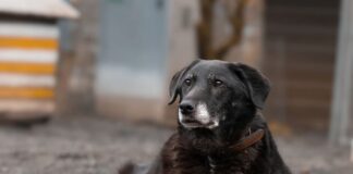 Tiere in Not Odenwald: Eigenes Zuhause für Lisa als Herzenswunsch