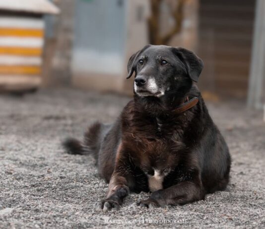 Tiere in Not Odenwald: Eigenes Zuhause für Lisa als Herzenswunsch